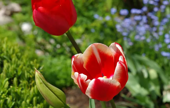 Весна, Spring, Red tulips, Красные тюльпаны