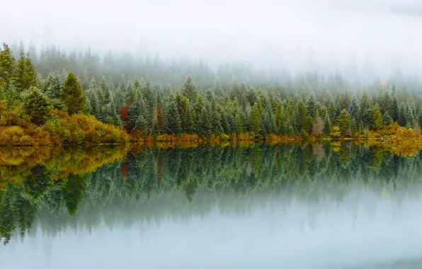 Осень, лес, деревья, туман, река, Washington