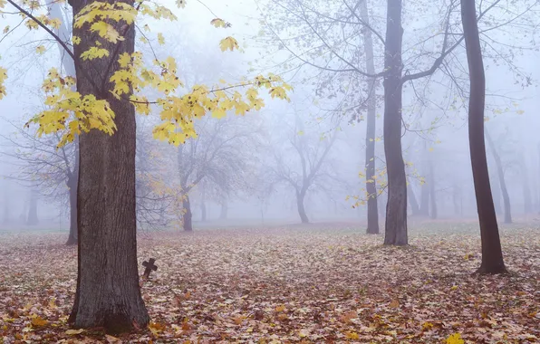 Картинка осень, лес, листья, деревья, туман, крест, кладбище, могила
