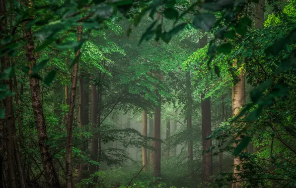Картинка лес, деревья, Германия, Germany, Eifel, Айфель