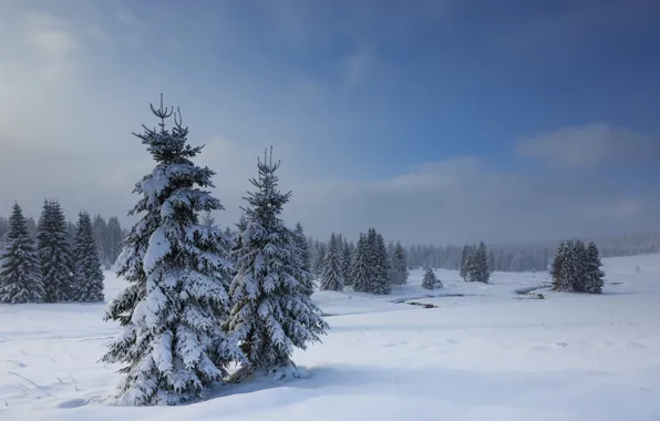 Зима, снег, ели