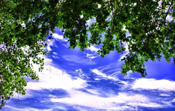 Картинка небо, листья, облака, ветки, дерево