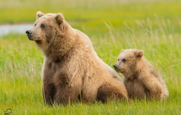 Картинка трава, медведи, Аляска, медвежонок, Alaska, детёныш, медведица, Lake Clark National Park