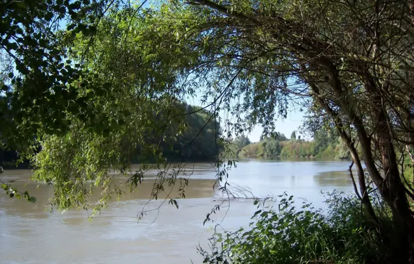 Река, Кубань, Краснодарский край, Meduzanol ©, Протока
