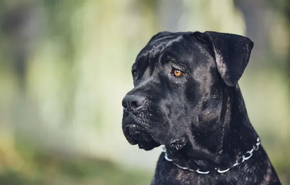 Картинка animals, dog, muzzle, cane corso