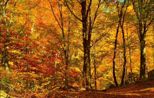 Картинка Осень, Деревья, Лес, Fall, Листва, Autumn, Forest, Trees