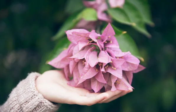 Цветы, лепестки, розовые