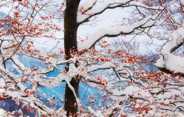 Картинка зима, снег, ветки, ягоды, дерево, красные