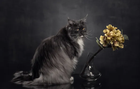 Кошка, кот, взгляд, поза, мордашка