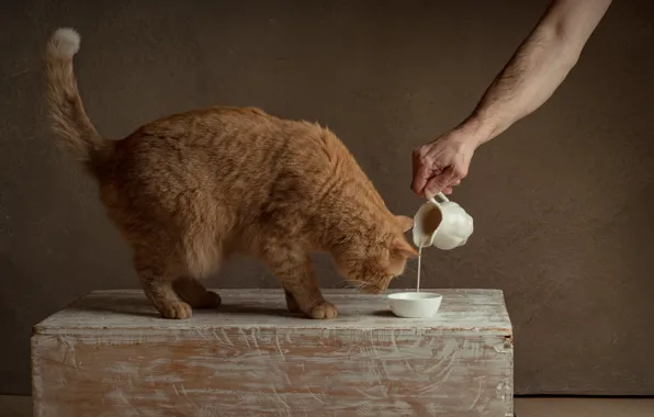 Кошка, кот, поза, рука, молоко, рыжий, кувшин, хозяин