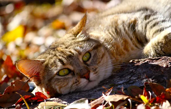 Картинка осень, кот, взгляд, морда, листья, животное, лежит