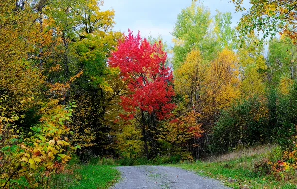 Дорога, осень, лес, небо, листья, деревья
