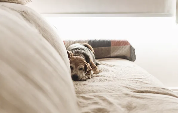 Картинка диван, собака, лежит