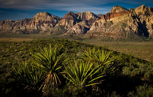 Картинка Лас-Вегас, каньон, desert, las vegas, red rock canyon, yucca, юкка