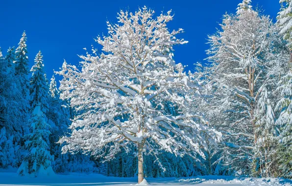 Картинка зима, небо, солнце, свет, снег, деревья, мороз