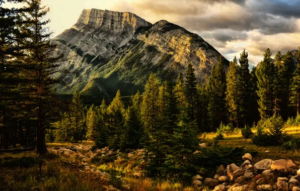 Деревья, природа, гора, Banff, Jeff R. Clow