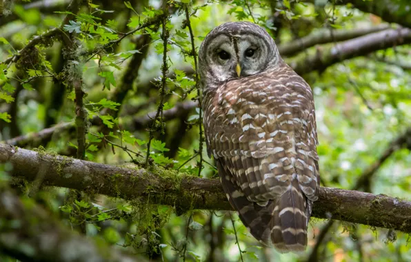 Лес, Barred Owl, Пёстрая неясыть