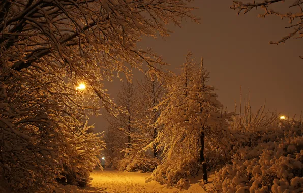 Картинка зима, свет, снег, деревья, ночь, огни, парк, Исландия