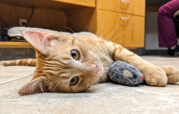 Кошка, кот, взгляд, мышка