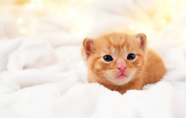 Кошка, взгляд, огни, поза, котенок, малыш, рыжий, Рождество