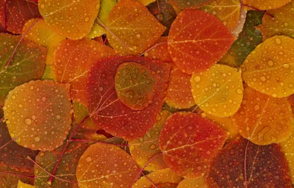 Картинка осень, листья, капли