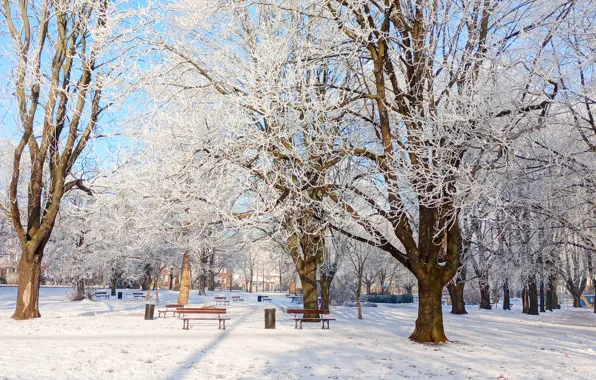 Park, winter, tree, frost