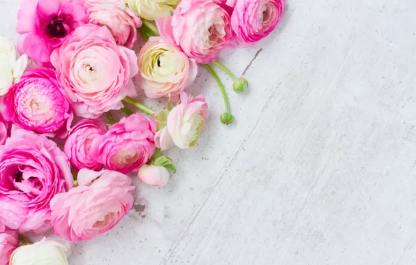 Pink, розовые цветы, flowers, beautiful, лютики, ranunculus