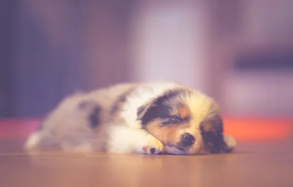 Puppy, sleeping, dreaming, australian shepherd
