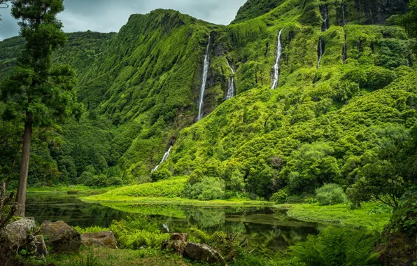 Картинка лес, природа, Азорские острова