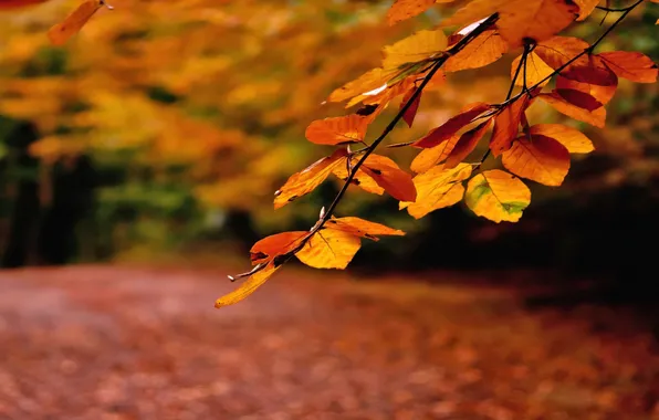 Картинка осень, листья, ветка, дорожка, оранжевые, усыпанная листвой