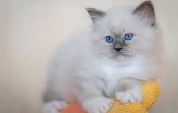 Кошка, белый, взгляд, поза, котенок, игрушка, портрет, малыш