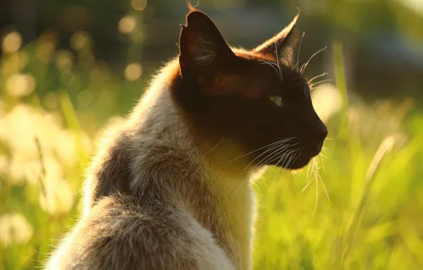 Кошка, лето, трава, кот, морда, свет, природа, фон