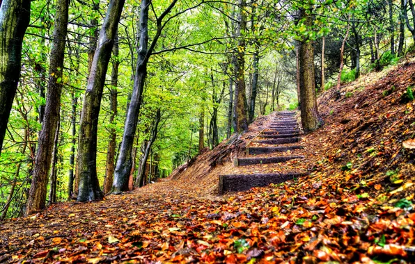 Осень, лес, листья, деревья, природа, парк, HDR, hdr