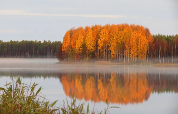 Картинка осень, лес, пруд, дымка, тишь