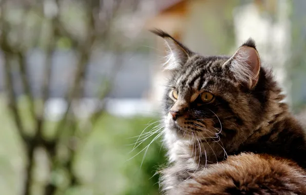 Картинка кошка, широкоформатные, широкоэкранные, cat, фон, widescreen, HD wallpapers, Maine Coon