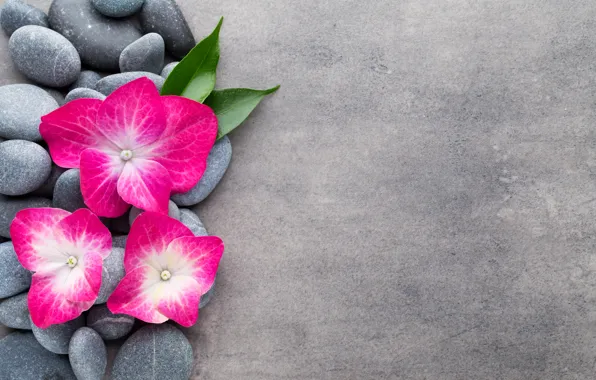 Картинка цветы, камни, flower, orchid, stones, spa, zen