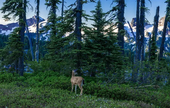 Лес, снег, деревья, горы, скалы, Вашингтон, США, Mount Rainier National Park