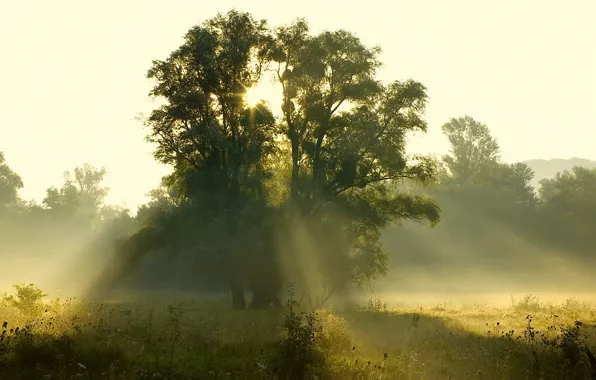 Картинка лес, солнце, лучи, свет, деревья, восход, поляна, Утро