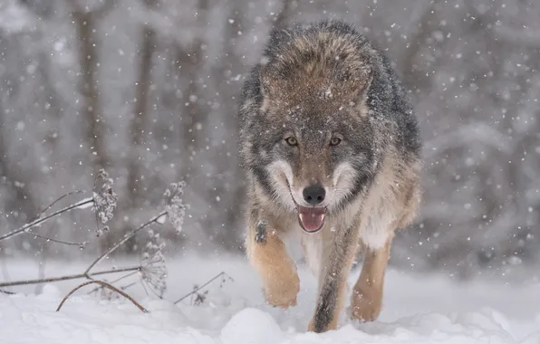 Картинка зима, морда, снег, волк, хищник, санитар леса, Александр Кукринов