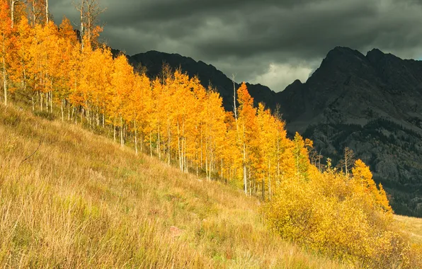 Осень, лес, деревья, горы, Колорадо, США, роща, осины