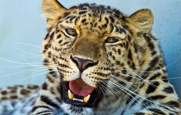 Усы, взгляд, морда, леопард, leopard, довольный
