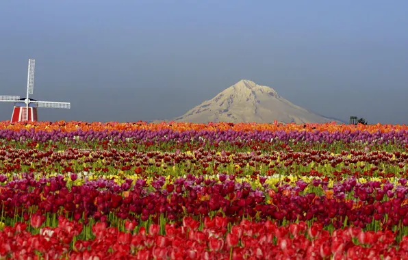 Картинка цветы, горы, поле, природа, мельница, тюльпаны