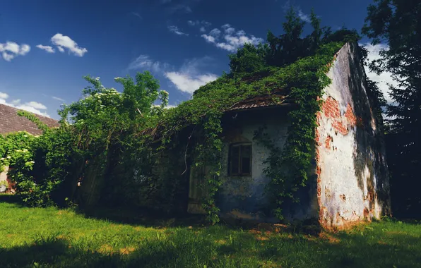Дом, заросли, руины