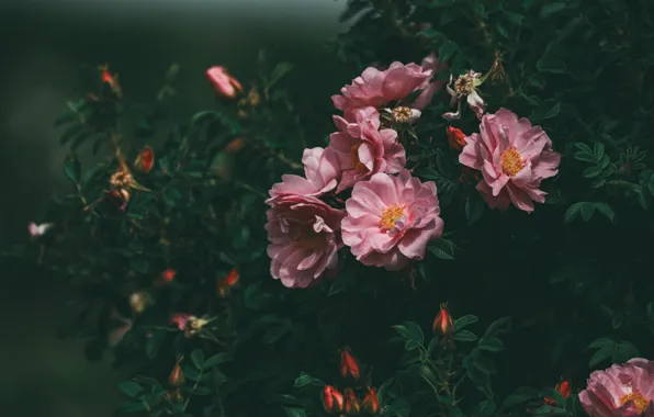 Картинка pink, flowers, beautiful