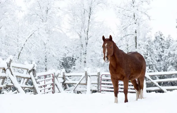 Картинка снег, природа, конь