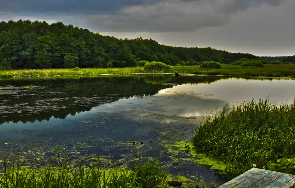 Картинка лес, природа, озеро, красота