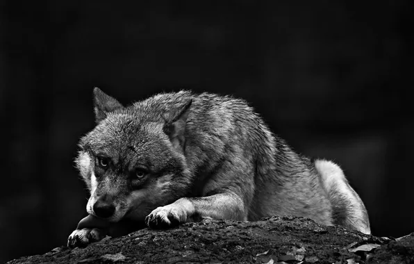 Nature, snow, predator, face, animal, wolf, wildlife, portrait