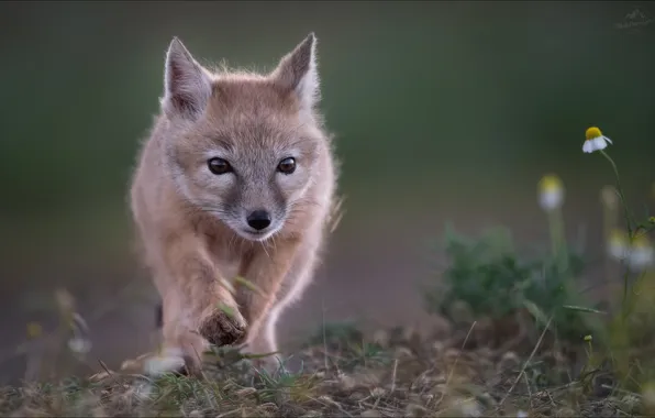 Боке, Влад Соколовский, Шаг в неизведанное, корсачек, молодой корсак