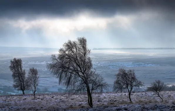 Картинка зима, снег, деревья