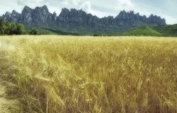 Картинка пшеница, поле, колос, луг, золотая
